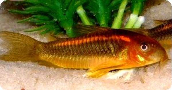 Wild Caught - Peru Gold Stripe Cori - -1.5"